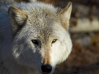 Arctic Wolf 014